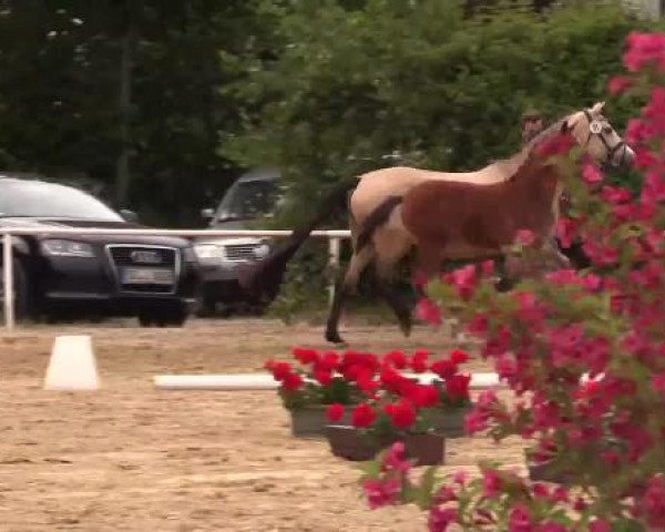 Stuten- und Fohlenschau Ostönnen, 16.06.2015, Reitpony - Fohlen