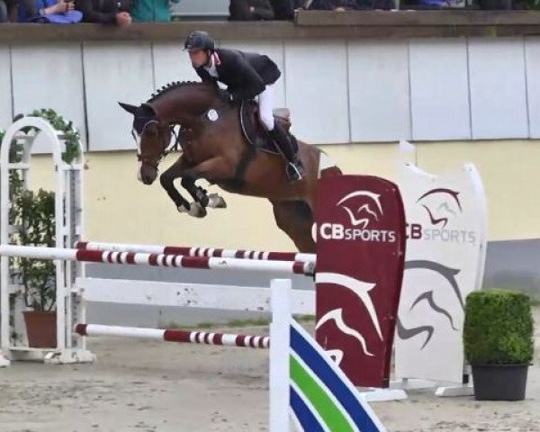 jumper Quenotte 2 (Westphalian, 2009, from Quintender 2)