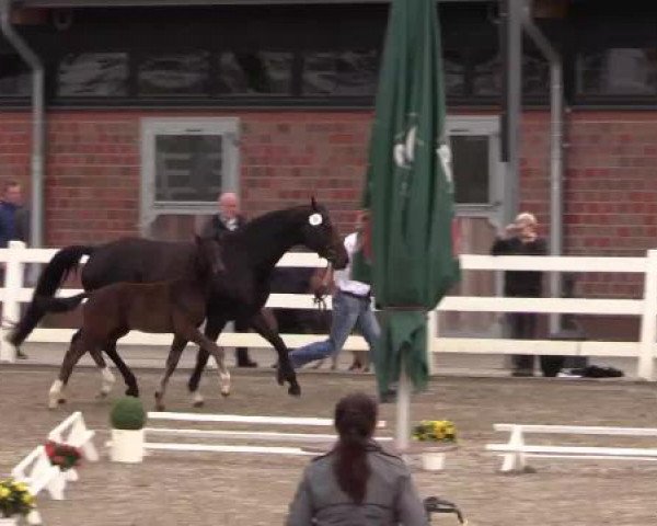 Stuten- und Fohlenschau Unna, 20.06.2015, Warmblutfohlen - dressurbetont -