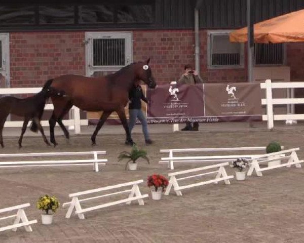 Stuten- und Fohlenschau Unna, 20.06.2015, Warmblutfohlen - dressurbetont -