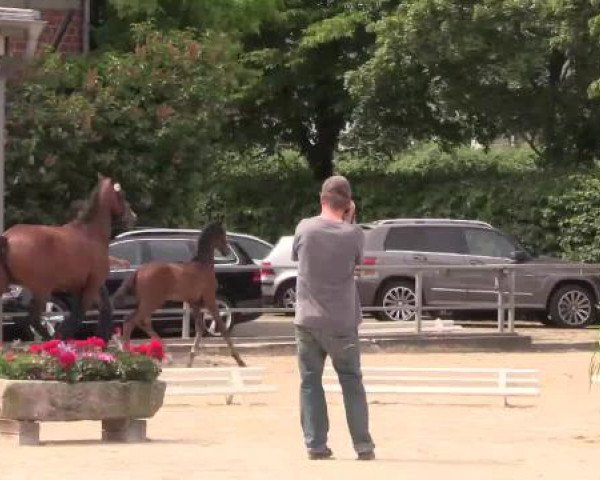 Stuten- und Fohlenschau Münster-Albachten, 17.06.2015, Warmblutfohlen