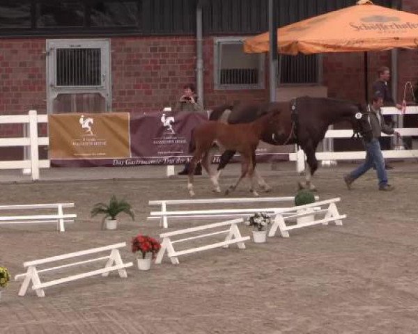Stuten- und Fohlenschau Unna, 20.06.2015, Warmblutfohlen - dressurbetont -
