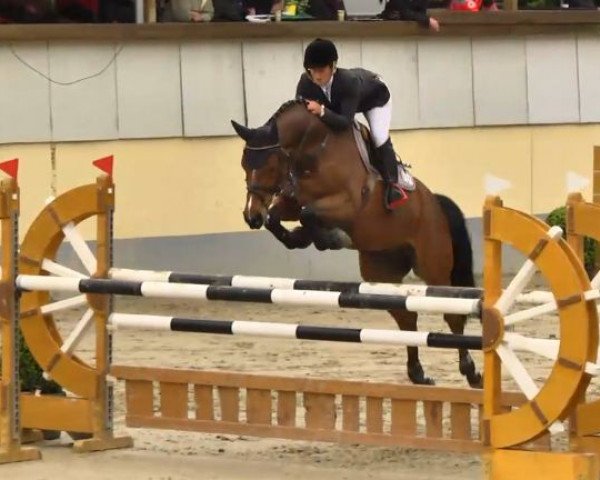 Springpferd Quiero (Westfale, 2007, von Quidamo)