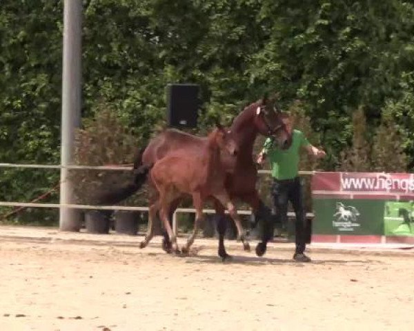 Stuten- und Fohlenschau Münster-Albachten, 17.06.2015, Warmblutfohlen