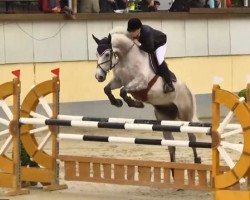 jumper Little Gum 2 (Holsteiner, 2008, from Calido I)