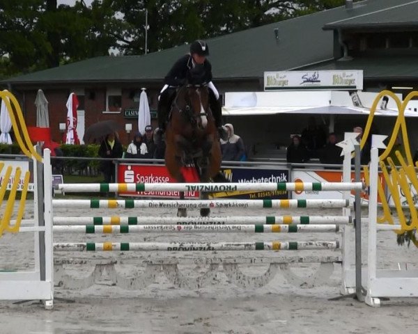 jumper Cecil 13 (Oldenburg show jumper, 2006, from Celano)
