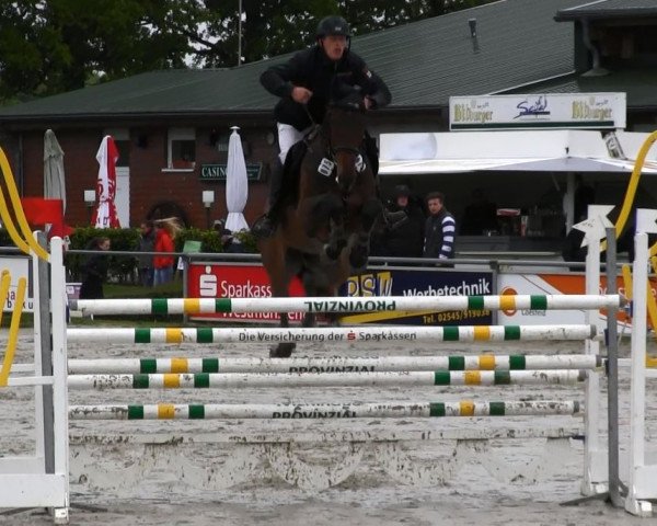 jumper Llanelli (Westphalian, 2004, from Lenardo)