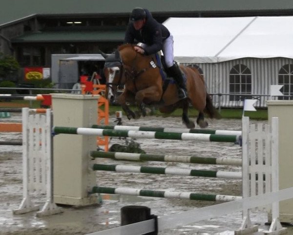 jumper Rocket D'Elle (Selle Français, 2005, from Bayard d'Elle)
