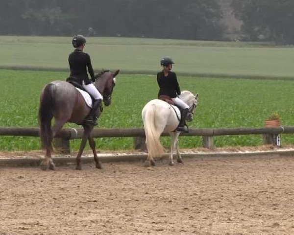 Ponyturnier Billerbeck 2015