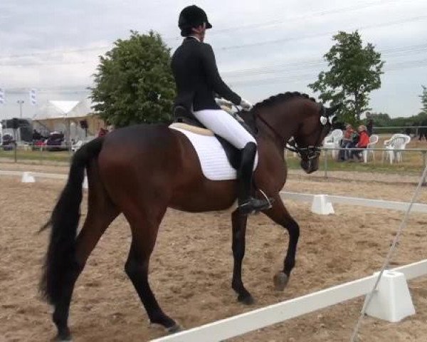 Sommerturnier RFV Heinsberg 2015