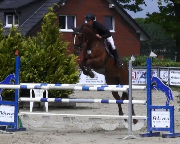 jumper Clarissa 145 (Westphalian, 2009, from Chin Quin)