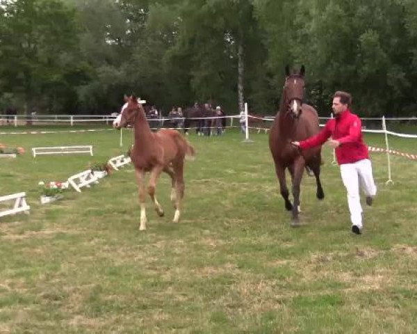 Stuten- und Fohlenschau Steinheim, 16.06.2015, Warmblutfohlen