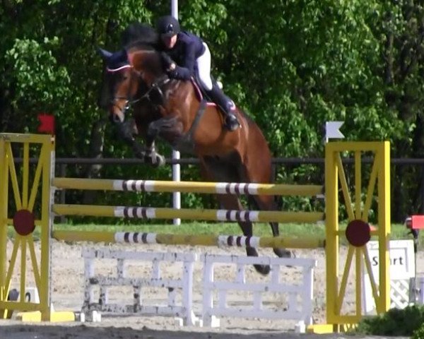 jumper Can Do It 16 (Westphalian, 2007, from Contendro I)