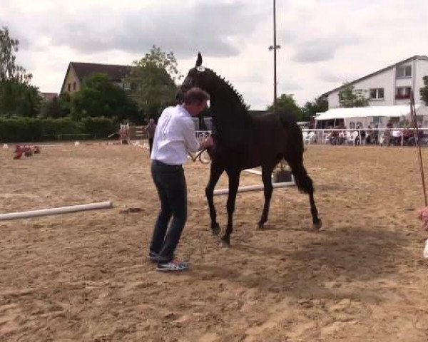 Stuten- und Fohlenschau Ostönnen, 16.06.2015, 3- und 4-jährige Reitpferdestuten