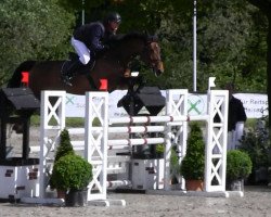 broodmare Calida 55 (Oldenburg, 2004, from Converter I)