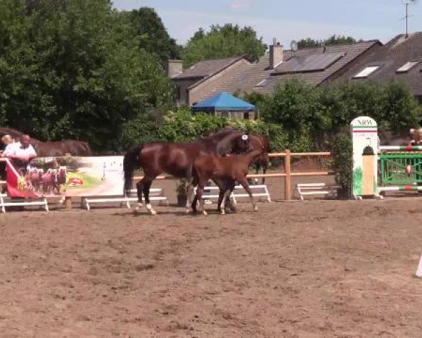 Stuten- und Fohlenschau Warendorf, 15.06.2015, Warmblutfohlen