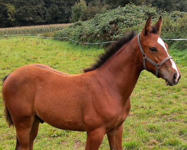 Pferd Hengstfohlen von Diacasall /Check In (Westfale, 2015, von Diacasall)