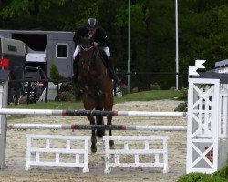 jumper Avenir Anton (Westphalian, 2009, from Arpeggio)