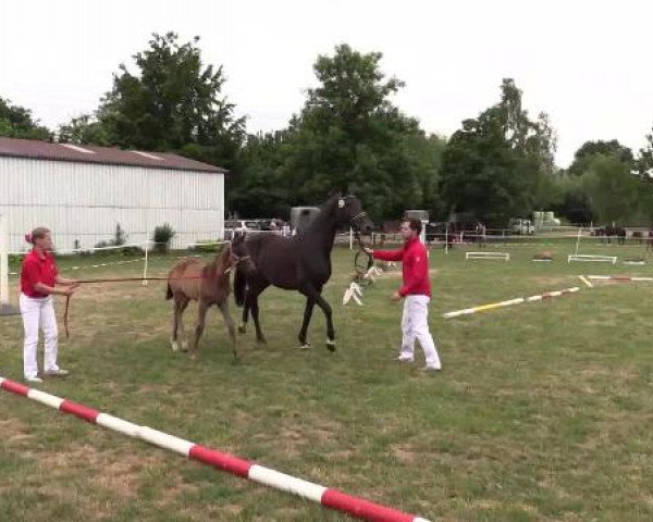 Stuten- und Fohlenschau Steinheim, 16.06.2015, Warmblutfohlen