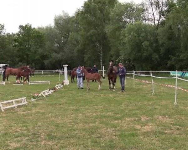 Stuten- und Fohlenschau Steinheim, 16.06.2015, Warmblutfohlen
