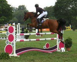 jumper Harly Pkz (Belgian Warmblood, 2007, from Pkz Contact van de Heffinck)