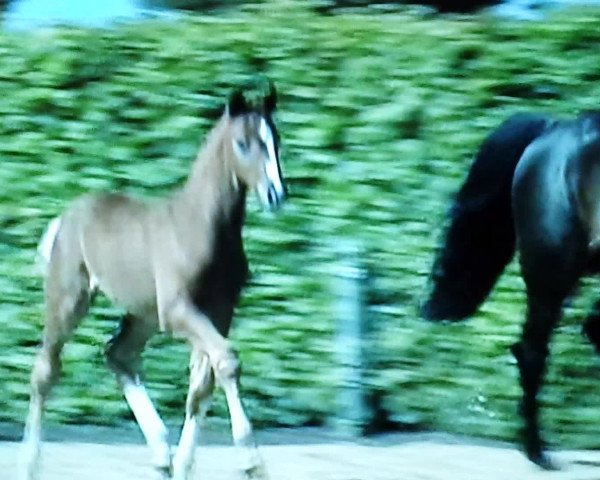 Video von Choice DB