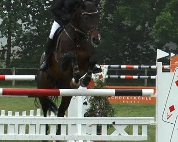 jumper Lamour 88 (Holsteiner, 2001, from La Zarras 119 FIN) jumper Lamour 88 (Holsteiner, 2001, from La Zarras 119 FIN)