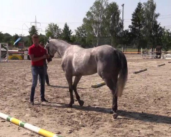 Stuten- und Fohlenschau Werne, 12.06.2015, Reitpferde - 3- u. 4-jährige Stuten -