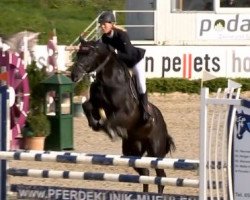 jumper Limbarto (Holsteiner, 2009, from Limbus)