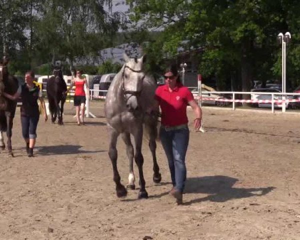 Stuten- und Fohlenschau Werne, 12.06.2015, Reitpferde - 3- u. 4-jährige Stuten -