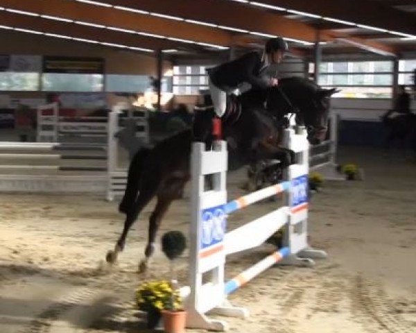 jumper Argentino de Fee (Oldenburg, 2008, from Argentinus)