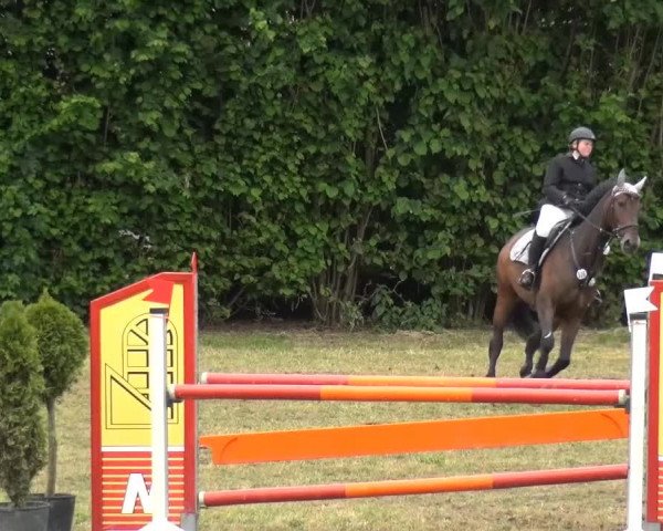 Reitturnier Willich-Anrath-Neersen 2015