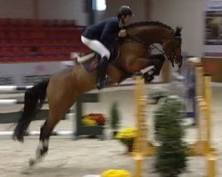 stallion Lord Beckham (Rhinelander, 2008, from Lord Weingard)