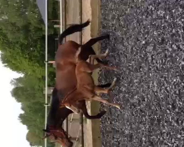 Video von Toto's Temptation