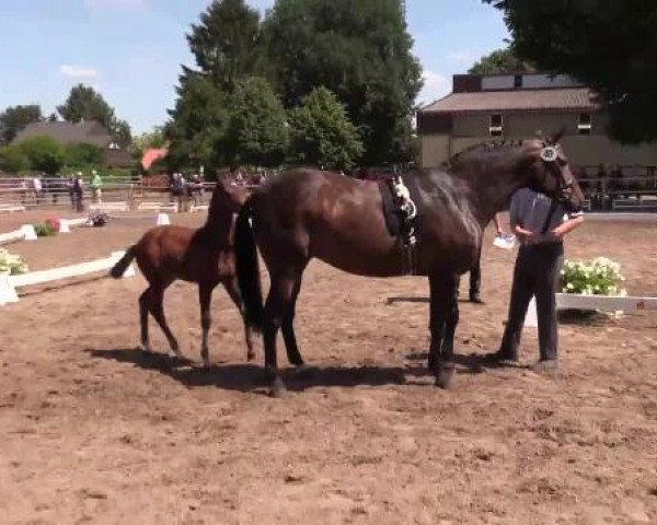 Stuten- und Fohlenschau Warendorf, 15.06.2015, Warmblutfohlen