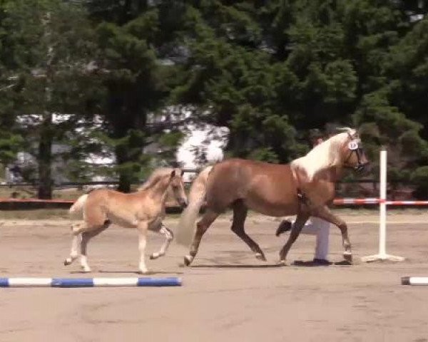 Stuten- und Fohlenschau Werne, 12.06.2015, Haflinger - Fohlen -