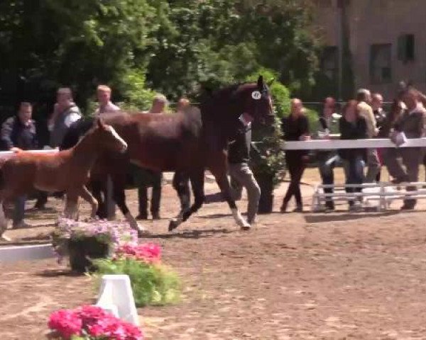 Stuten- und Fohlenschau Warendorf, 15.06.2015, Warmblutfohlen
