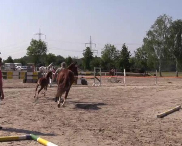 Stuten- und Fohlenschau Werne, 12.06.2015, Reitpferde - Fohlen -