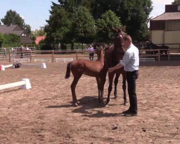 Stuten- und Fohlenschau Warendorf, 15.06.2015, Warmblutfohlen - Mulligan xx - 