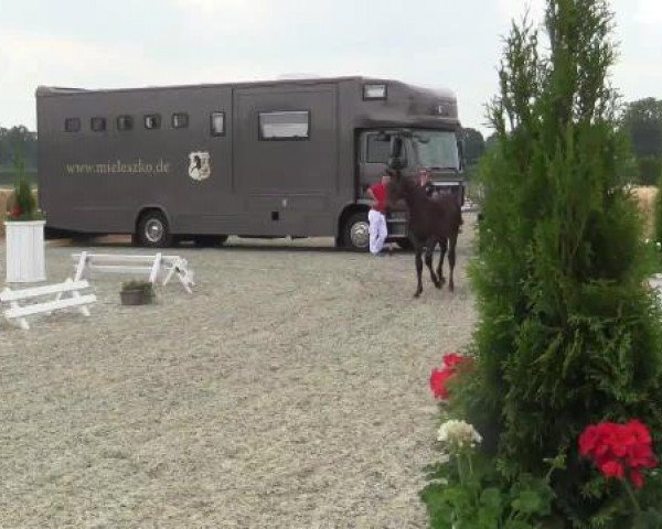 Stuten- und Fohlenschau Paderborn, 14.06.2015, LVM-Sichtung Fohlenchampionat, Reitpferde - Hengstfohlen -