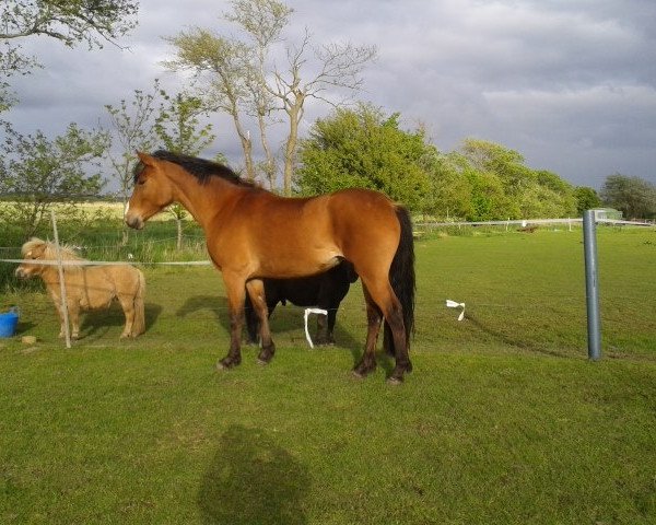 horse Ciska (Holsteiner, 2011)