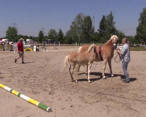 Stuten- und Fohlenschau Werne, 12.06.2015, Haflinger - Fohlen -