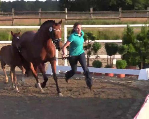 LVM-Sichtung Fohlenchampionat Münster-Handorf 2015, 09.06.2015, Reitponyfohlen - Ring 9