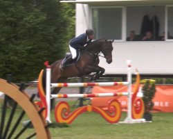 jumper Dico 2 (Oldenburg show jumper, 2009, from Diarado)
