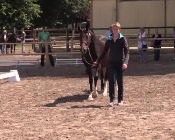 Stuten- und Fohlenschau Warendorf, 15.06.2015, Warmblutfohlen - 1. Fohlenjahrgang Diathago -