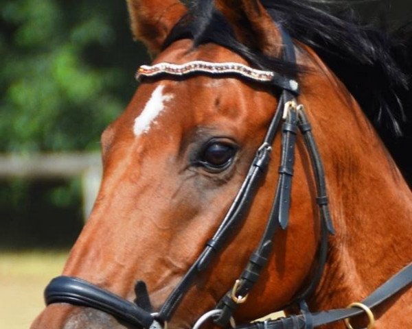 jumper Lis de Comondore (German Sport Horse, 2005, from Longo xx)