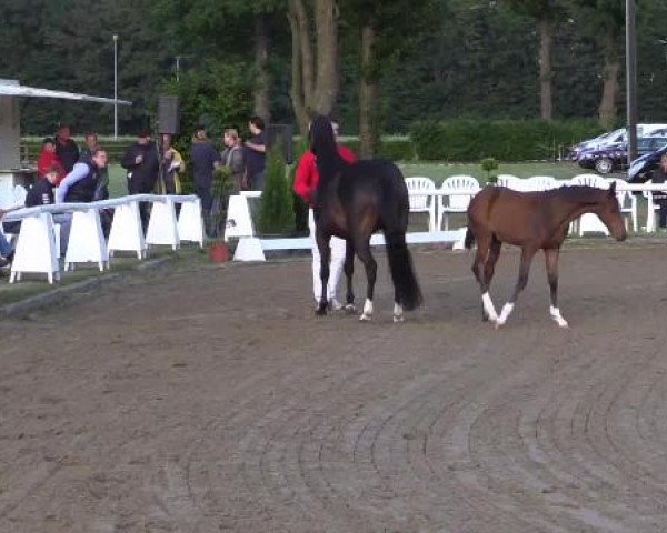 LVM-Sichtung Fohlenchampionat Münster-Handorf 2015, 09.06.2015, Reitponyfohlen - Ring 9