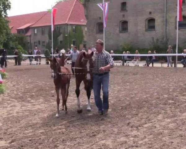 Stuten- und Fohlenschau Warendorf, 15.06.2015, Warmblutfohlen - 1. Fohlenjahrgang Diathago -