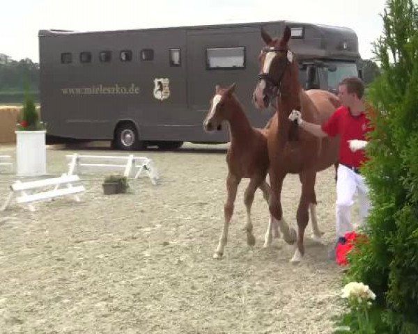 Stuten- und Fohlenschau Paderborn, 14.06.2015, LVM-Sichtung Fohlenchampionat, Reitpferde - Stutfohlen - 
