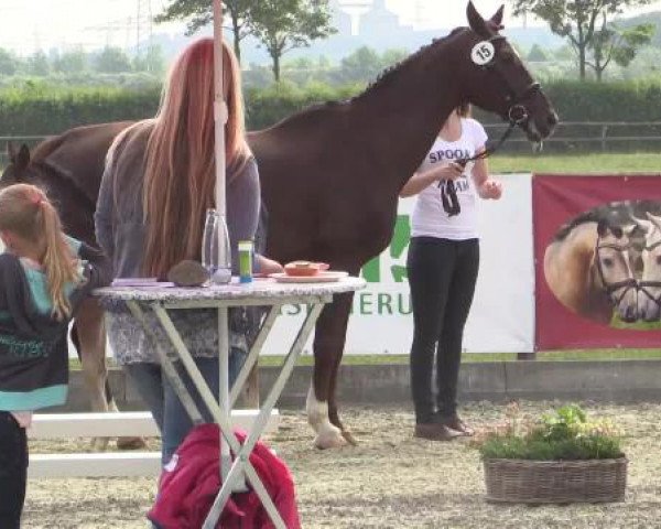 Stuten- und Fohlenschau Paderborn, 14.06.2015, LVM-Sichtung Fohlenchampionat, Reitpferde - Stutfohlen - 
